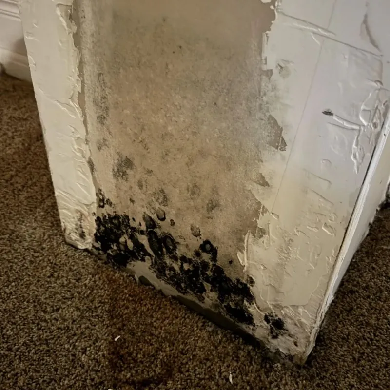 Professional Mold Removal in Chatsworth, GA